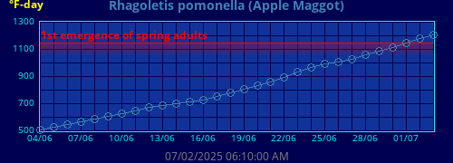 Apple Maggot